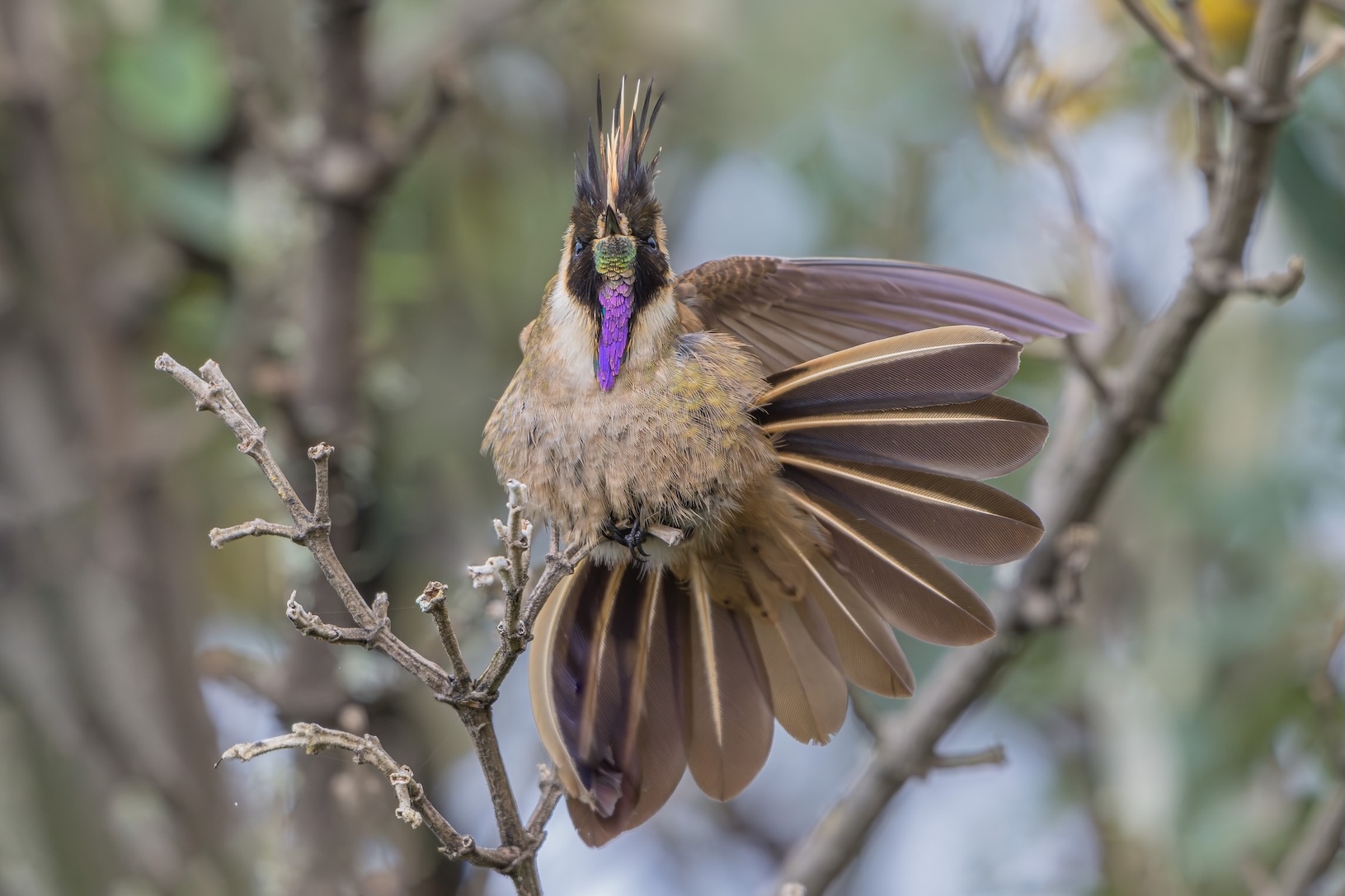 Wild Colombia: Birds & Wildlife Photo Expedition 10D - 9N